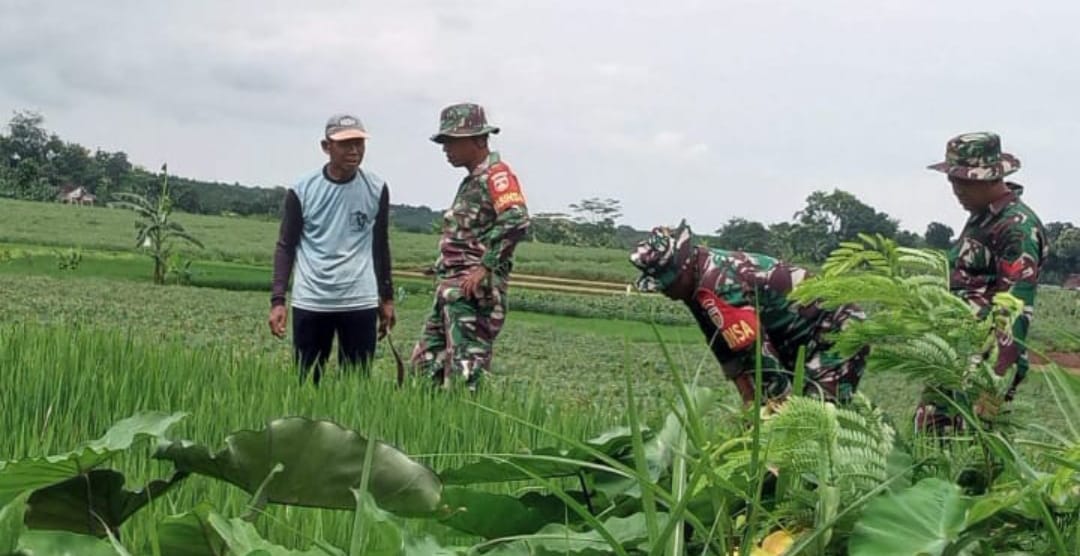 Awal Ramadhan, Babinsa Kodim 0719 / Jepara Tetap Semangat Dampingi Petani Wujudkan Swasembada Pangan