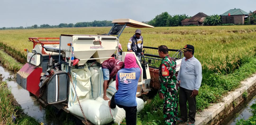 Babinsa Kodim 0719 / Jepara Serda Muhammad Afif Lakukan Pendampingan Panen Padi di Desa Mayong Lor