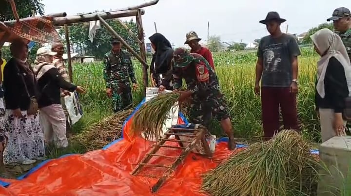 Dandim 0614 / Kota Cirebon Laksanakan Panen Perdana Bersama Poktan Sipanggang Jaya, Dukung Ketahanan Pangan Nasional