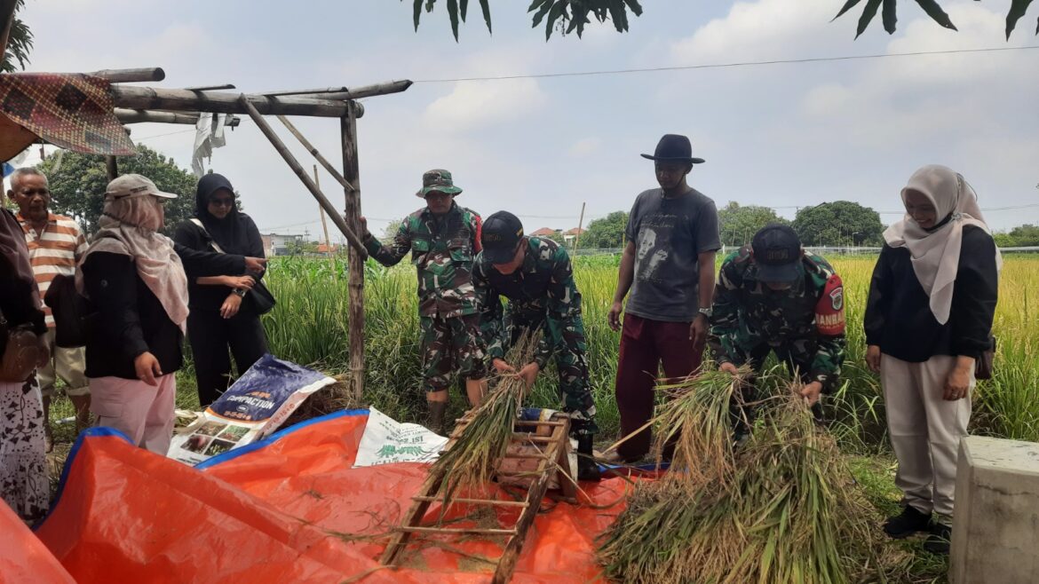 Dandim 0614 / Kota Cirebon Tinjau Kegiatan Serapan Gabah di Poktan Sipanggangjaya
