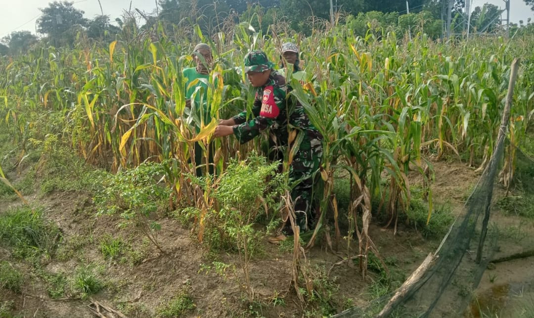 Koptu Ali Sodikin Babinsa Kodim 0719 / Jepara Bantu Petani Memanen Jagung di Desa Kedungleper