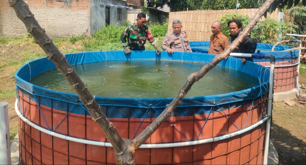 Babinsa Kalijaga Laksanakan Pendampingan Poktan Ranggon Rengganis Budidaya Ikan Lele dan Mujair
