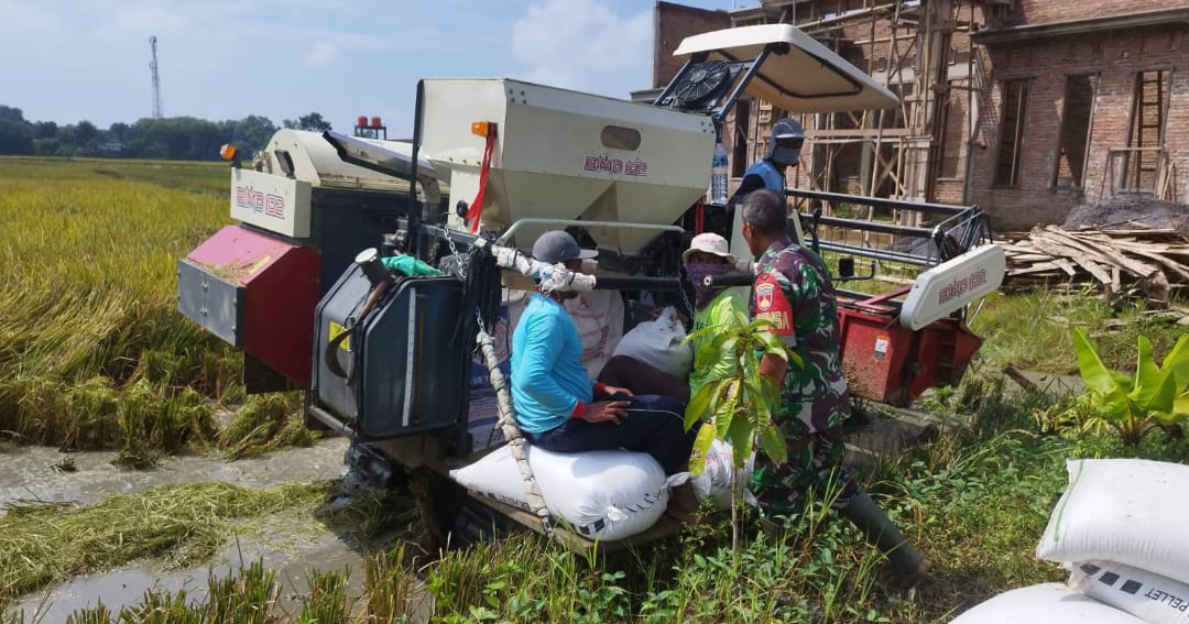 Tidak ada Hari Libur bagi Babinsa Kodim 0719 / Jepara dalam Melaksanakan Pendampingan Serapan Gabah di Desa Tunggulpandean Semangat Wujudkan Swasembada Pangan