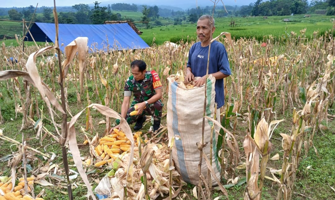 Babinsa Kodim 0719 / Jepara Serka Udik Nurgianto Laksanakan Pendampingan Panen Jagung di Desa Pendem dalam Rangka Ketahanan Pangan