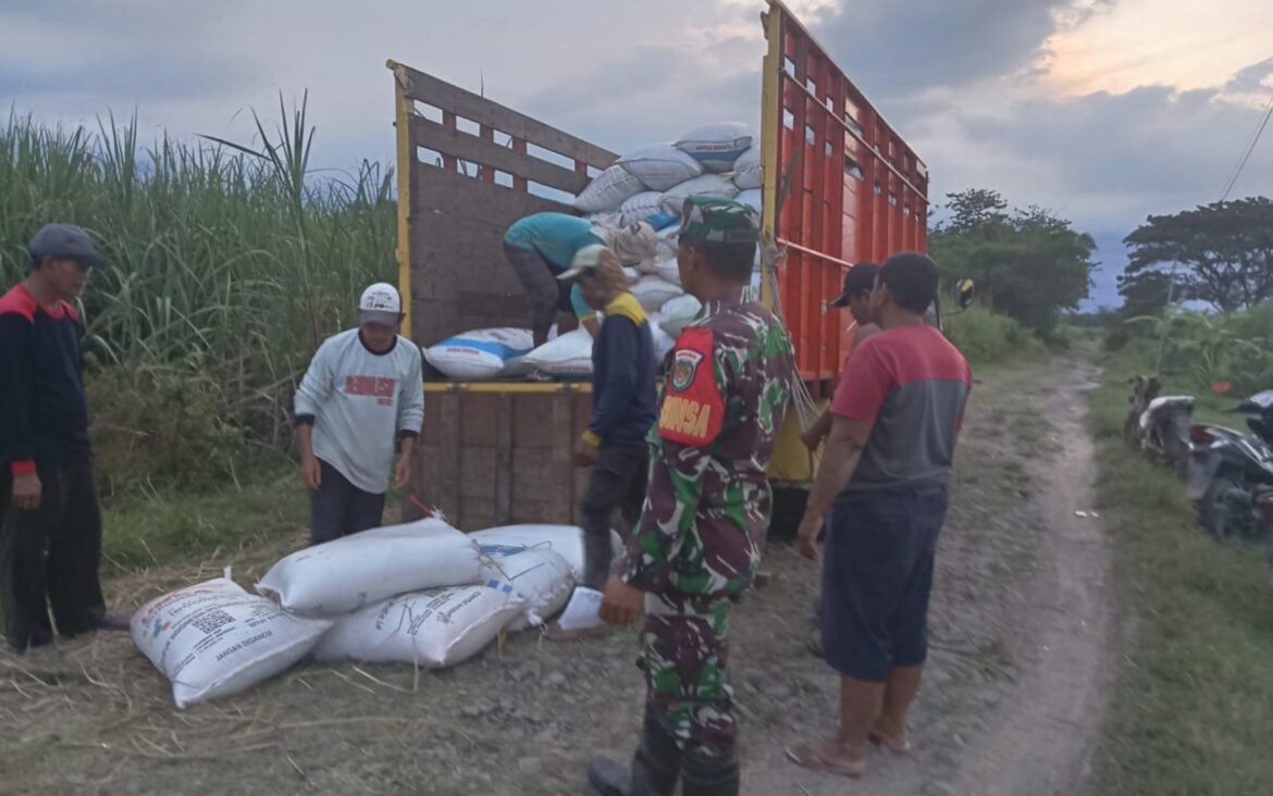 Anggota Koramil 0620-09 / Karangsembung Lakukan Pendampingan Penjualan Gabah Hasil Panen Padi