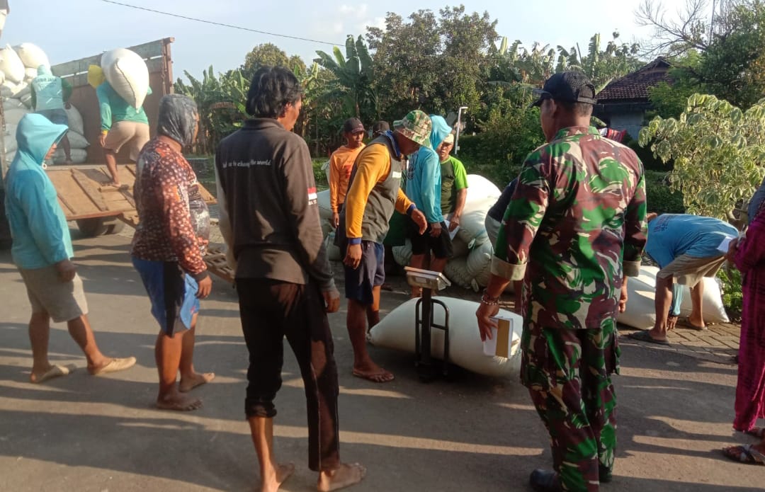Pendampingan Hasil Panen di Desa Bugo Welahan, oleh Babinsa Kodim 0719 / Jepara