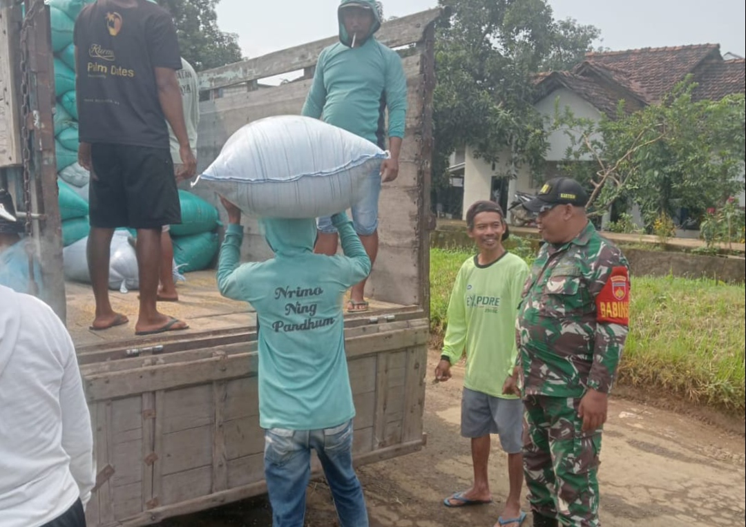 Babinsa Kodim 0719 / Jepara Lakukan Pendampingan Penyerapan Gabah di Desa Sowan Kidul