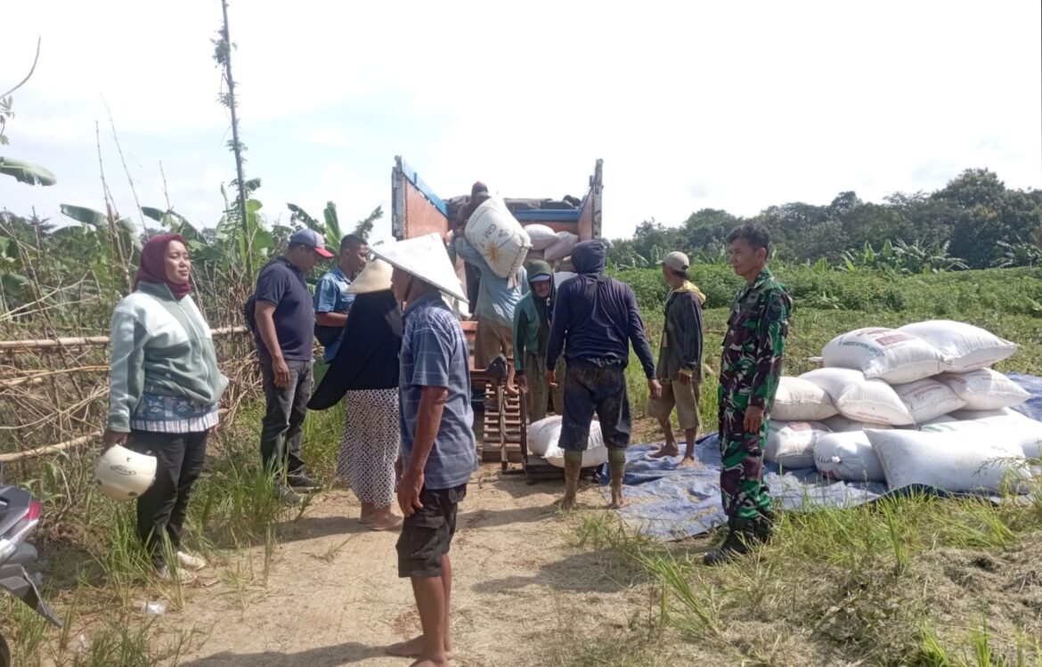 Penyerapan Gabah di Desa Pendosawalan, Babinsa Kodim 0719 / Jepara Laksanakan Pendampingan