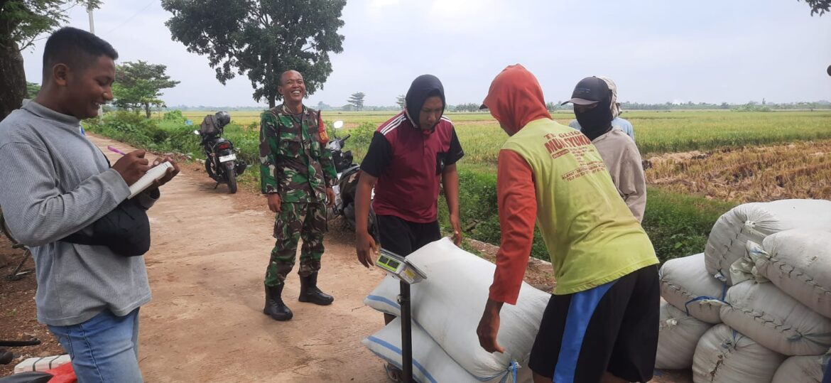 Pendampingan Panen Gabah oleh Babinsa Kodim 0719 / Jepara di Desa Ketilengsingolelo