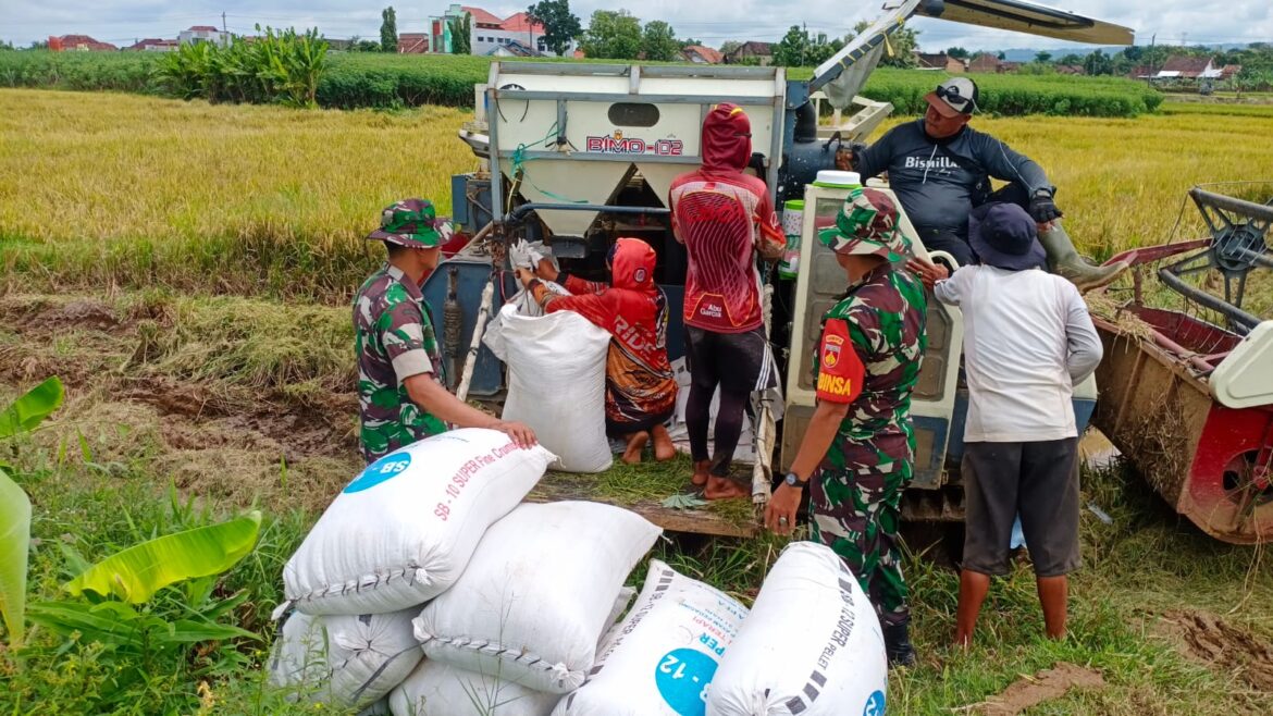 Babinsa Kodim 0719 / Jepara Serma Narso dan Anggota Koramil 05 / Mayong Melaksanakan Pendampingan Penyerapan Padi di Desa Tritis