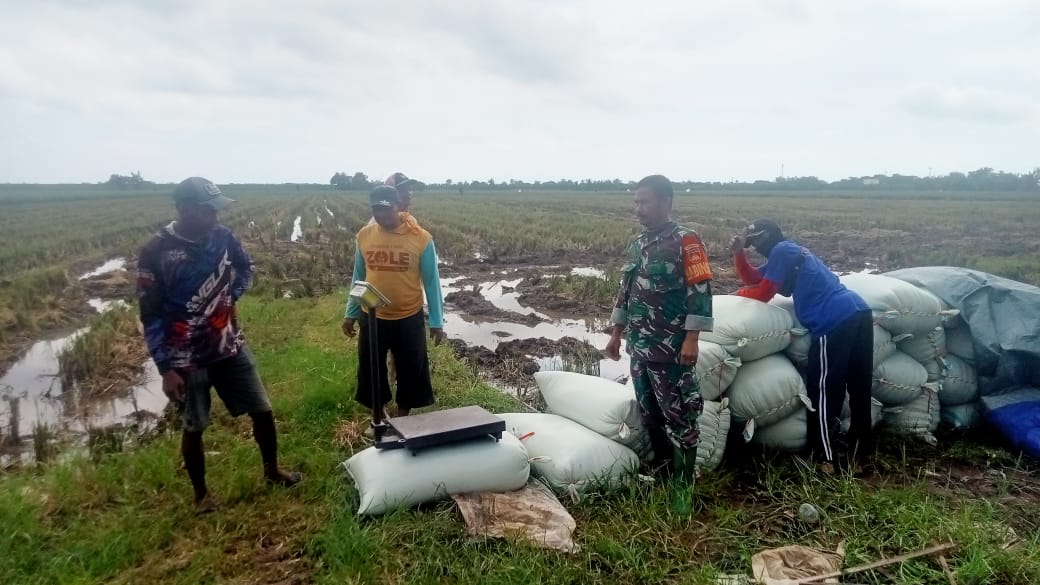 Babinsa Kodim 0719 / Jepara Dampingi Penyerapan Gabah di Desa Guwosobokerto