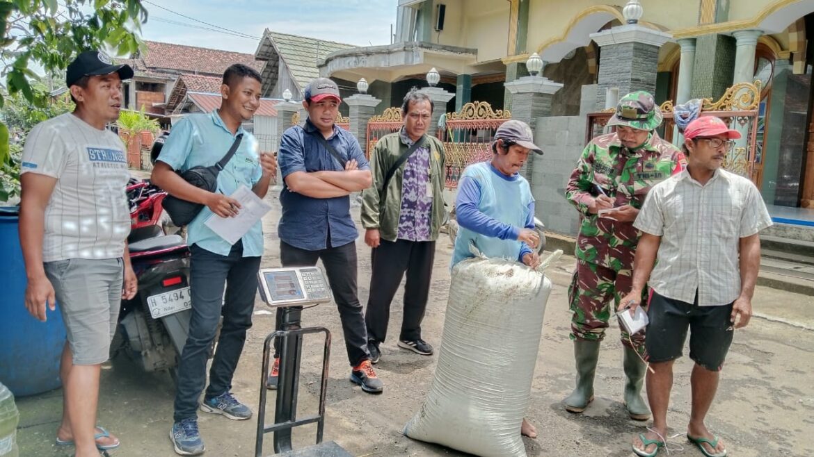 Babinsa Kodim 0719 / Jepara Laksanakan Pendampingan Panen di Desa Ujungpandan