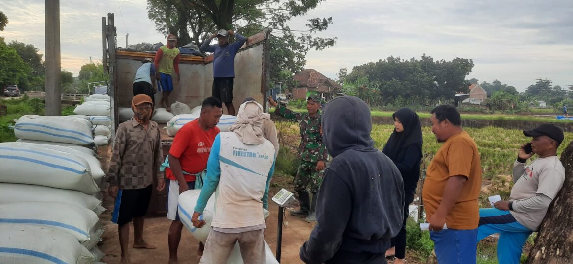 Babinsa Kodim 0719 / Jepara, Serka Ali Madhkan Laksanakan Pendampingan Panen Padi di Desa Ketilengsingolelo