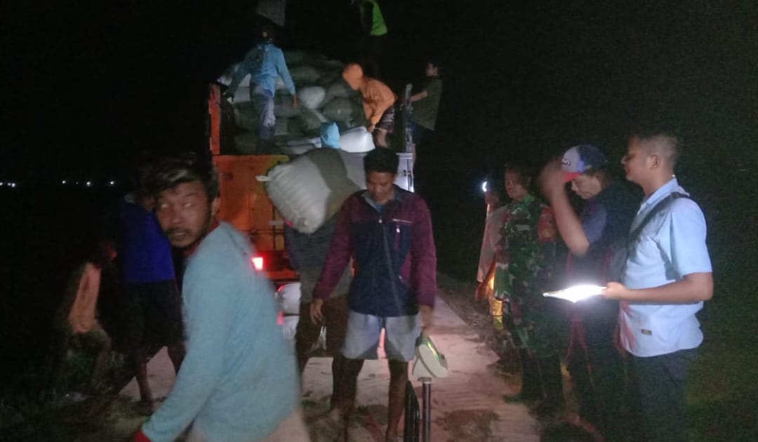Babinsa Kodim 0719 / Jepara Laksanakan Pendampingan Panen di Desa Welahan