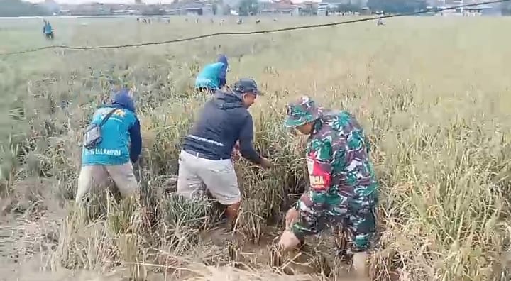 Simbol Keberhasilan Hanpangan, Serka Wawan H. Babinsa Kelurahan Pulasaren Ikut Panen Padi