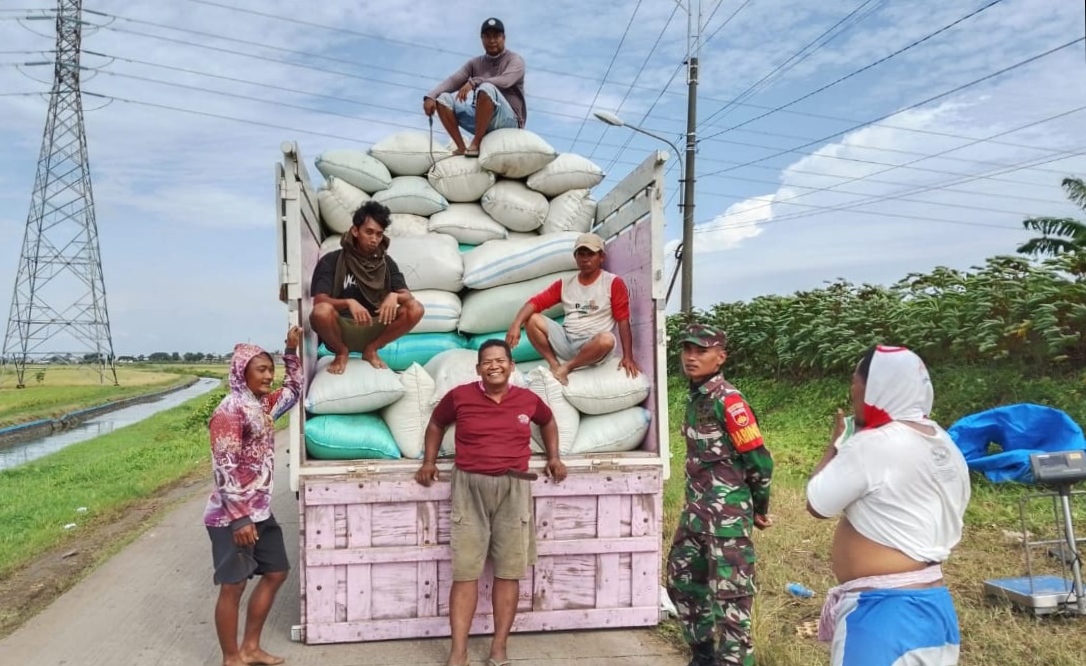 Babinsa Kodim 0719 / Jepara Lakukan Pendampingan Penyerapan Gabah di Desa Karanganyar