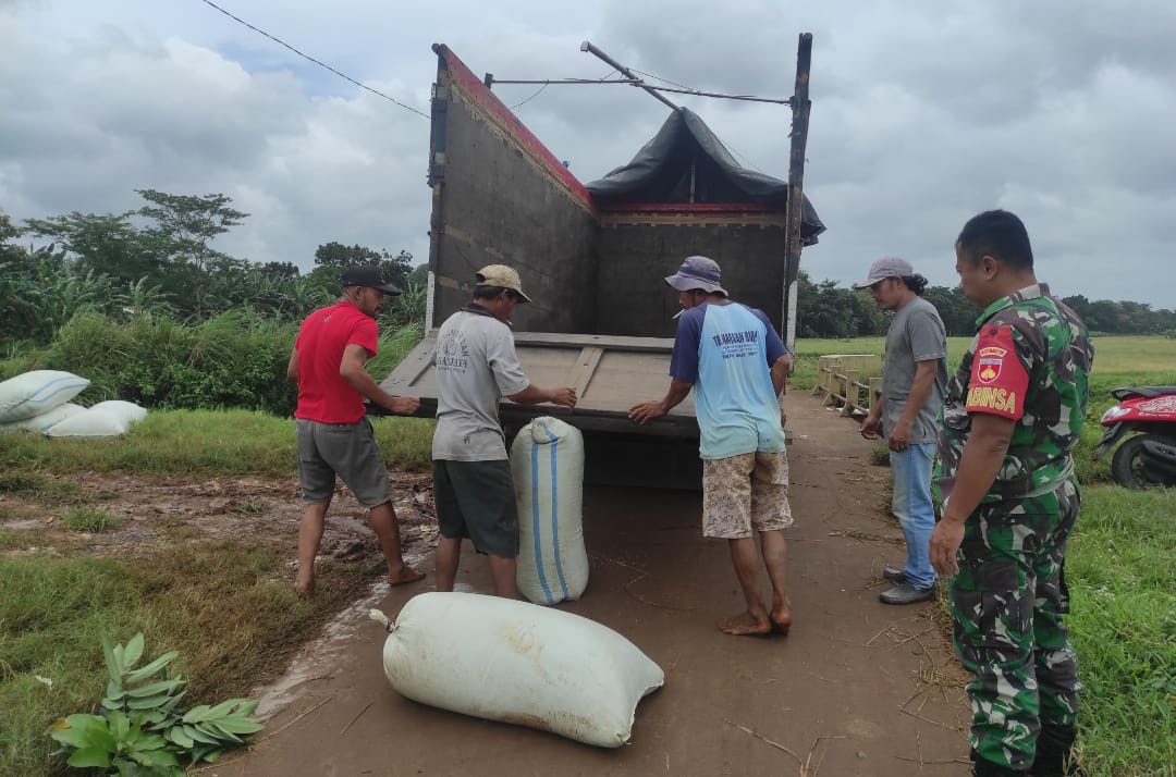 Babinsa Kodim 0719 / Jepara Sertu Samsul Ma’arif dan Anggota Koramil 05 / Mayong Laksanakan Pendampingan Penyerapan Padi di Desa Sengonbugel