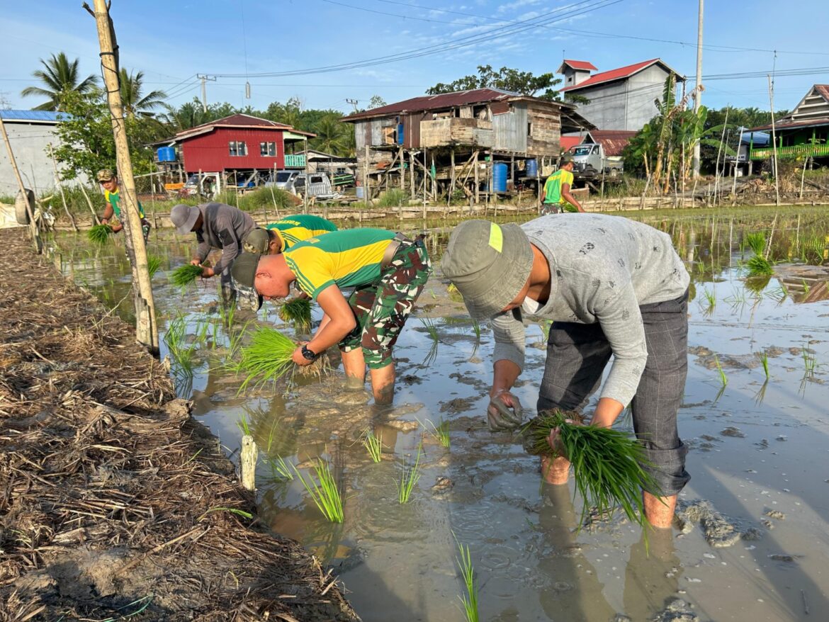 Perkuat Ketahanan Pangan, Satgas Pamtas Yonarmed 11 Kostrad Tanam Padi Bersama Masyarakat di Perbatasan