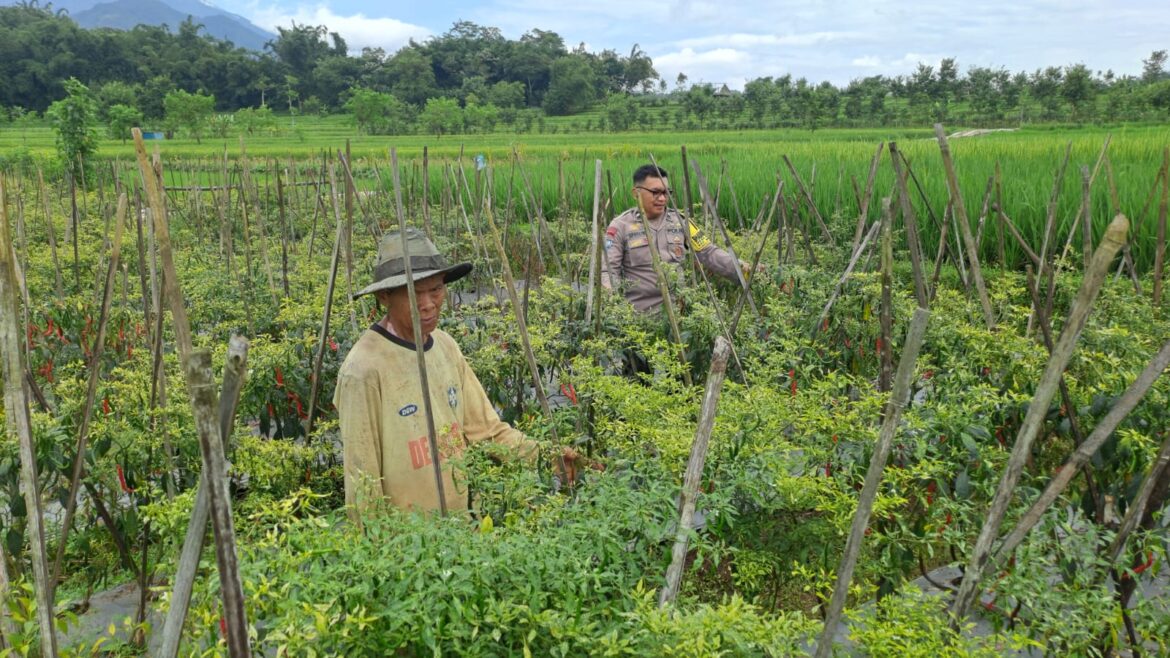 Sambang Ke Petani, Bhabinkamtibmas Desa Rejosari Dampingi dan Panen Cabe