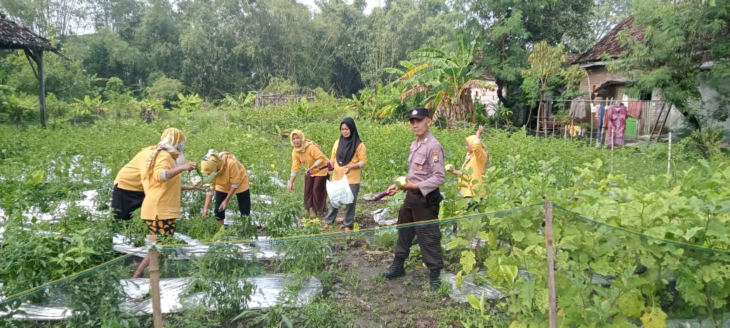 Polsek Lengkong Panen Kedua dalam Program Pemanfaatan Pekarangan Lestari