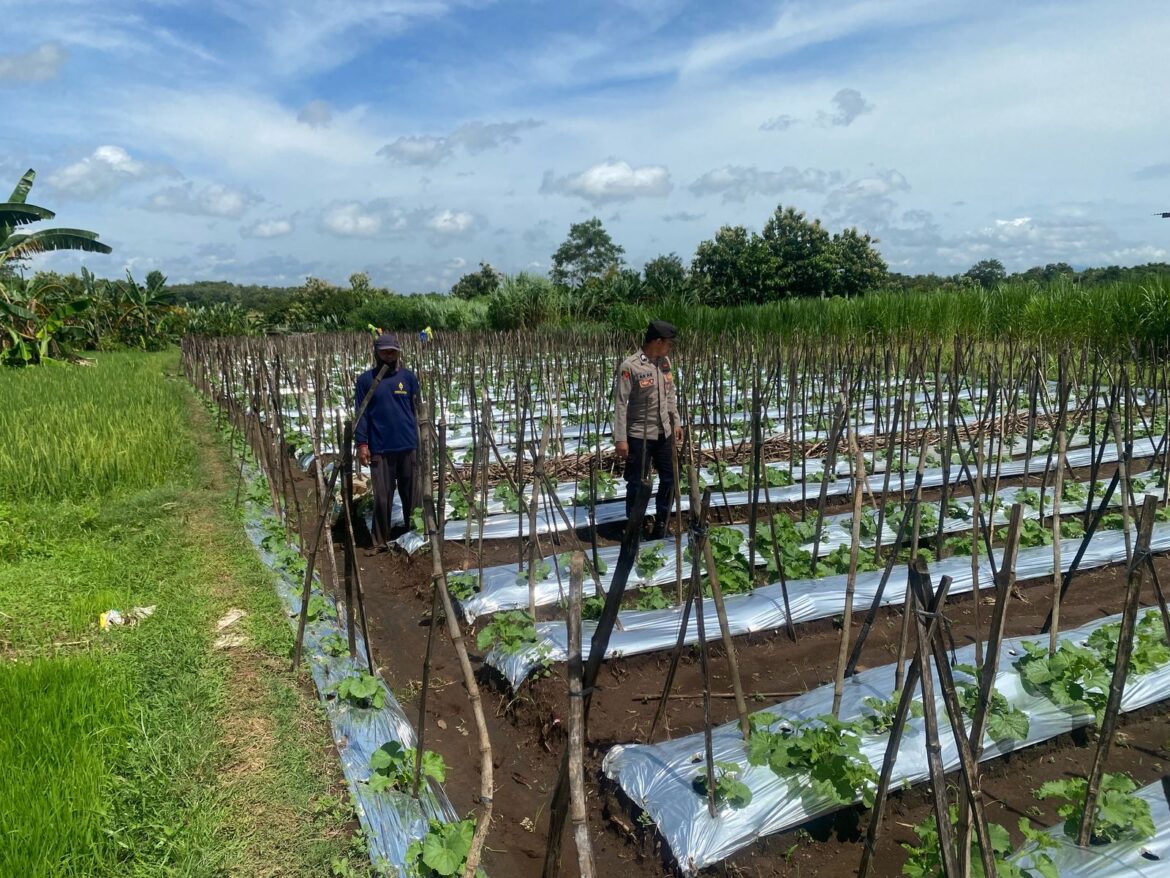 Dukung Pemanfaatan Pekarangan Lestari, Bhabinkamtibmas Ngepeh Pantau Perkembangan Tanaman Melon