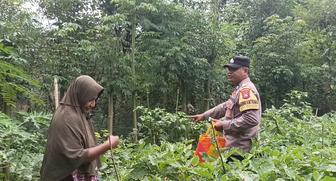 Bhabinkamtibmas Desa Senjayan Dukung Ketahanan Pangan dengan Monitoring Tanaman Terong