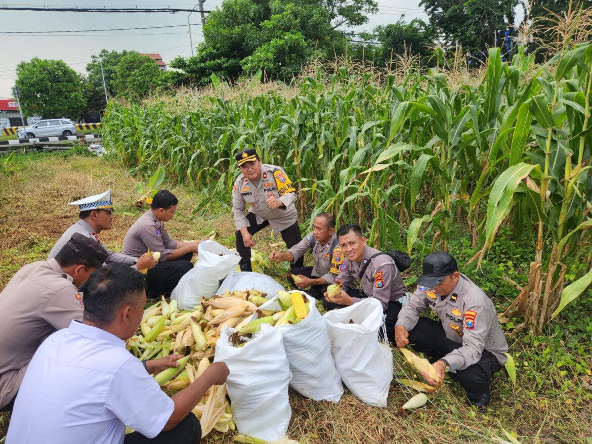 Panen Jagung Tahap 4 : Polres Pelabuhan Tanjung Perak Terus Dukung Ketahanan Pangan