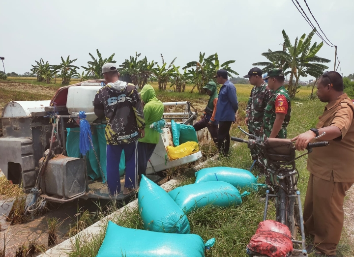 Babinsa Gredek Laksanakan Pendampingan Panen Padi Untuk Dukung Kesejahteraan Petani