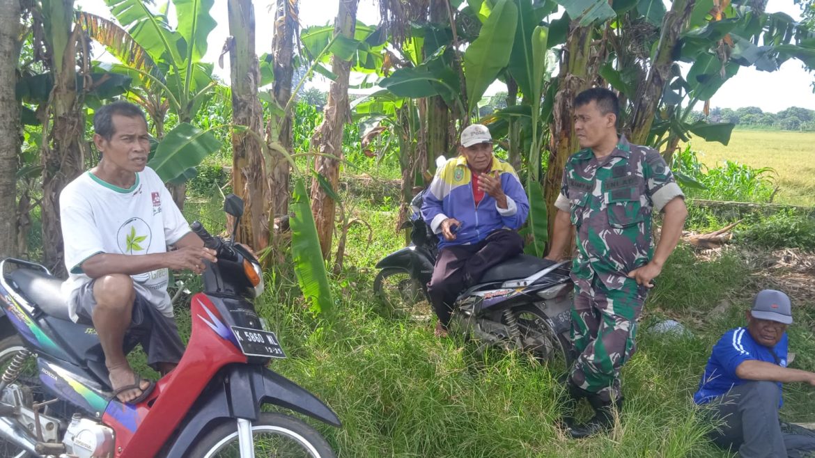 Babinsa Desa Demangan Kodim 0719 / Jepara, Serda Slamet Mustofa, Lakukan Pendampingan Swasembada Pangan