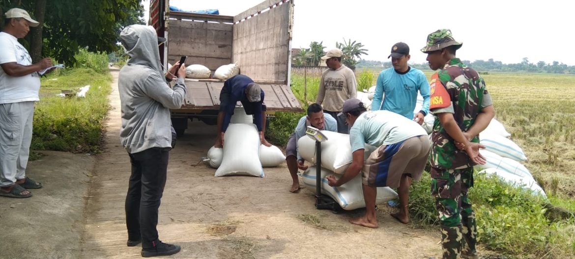 Babinsa Desa Kalipucang Wetan Kodim 0719 / Jepara Laksanakan Pendampingan Panen Padi Poktan TANI MUKTI