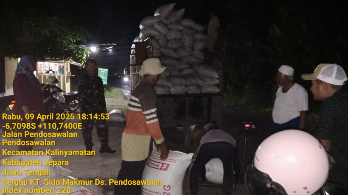 Babinsa Desa Pendosawalan, Serma Daryanto Lakukan Pendampingan Panen Padi di Malam hari