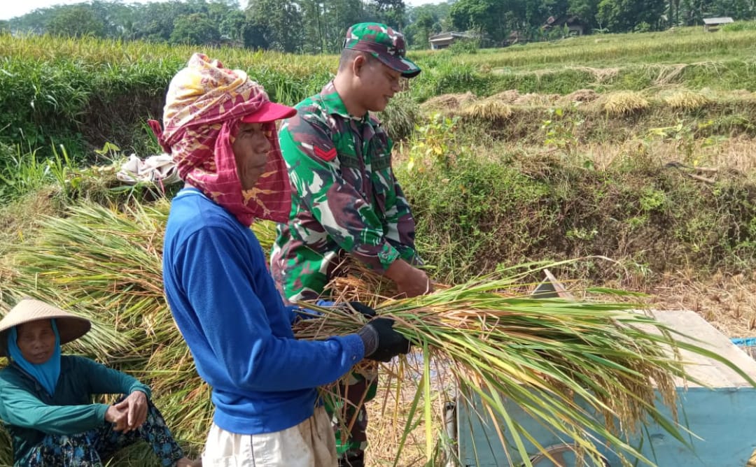Anggota Koramil 08 / Keling, Koptu Slamet R. Laksanakan Pendampingan Panen Padi di Desa Kaligarang