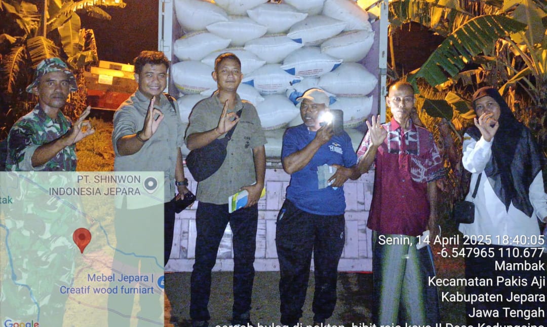 Sertu Suminto Dampingi Penyerapan Gabah oleh Bulog di Lahan Poktan Bibit Rojo Koyo II