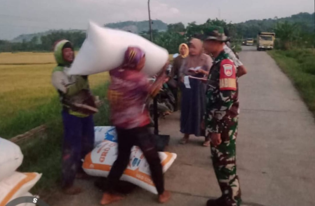 Anggota Koramil 01 / Jepara Dampingi Penyerapan Gabah Tahap 4 di Poktan Ngudi Utomo Desa Bandengan