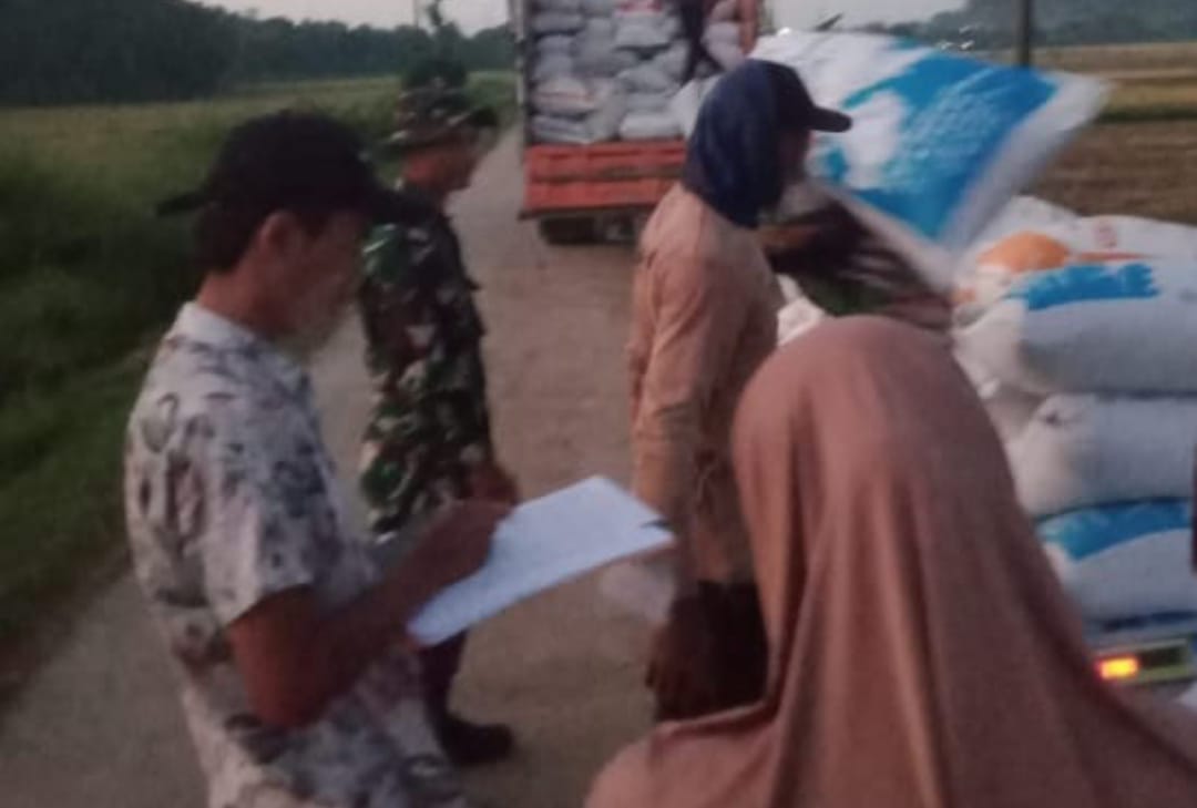 Babinsa Desa Clering Serma M. Sugeng Lakukan Pendampingan Serap Gabah oleh Bulog