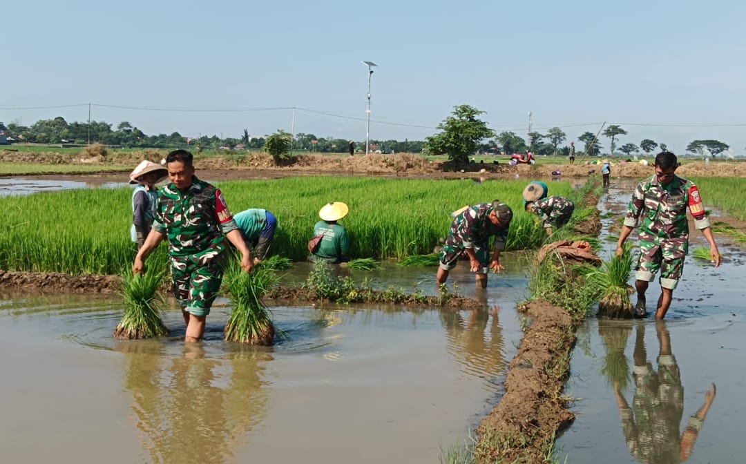 Dukung Swasembada Pangan, Koramil 04 / Pecangaan Dampingi Petani dalam Kegiatan MT 2