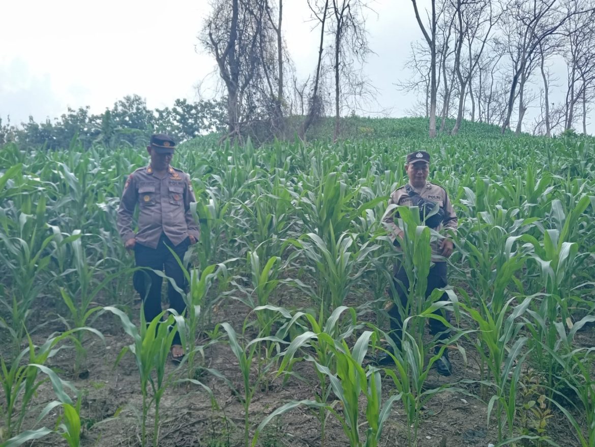 Tanam Jagung Lagi, Polres Nganjuk Wujudkan Ketahanan Pangan Berkelanjutan