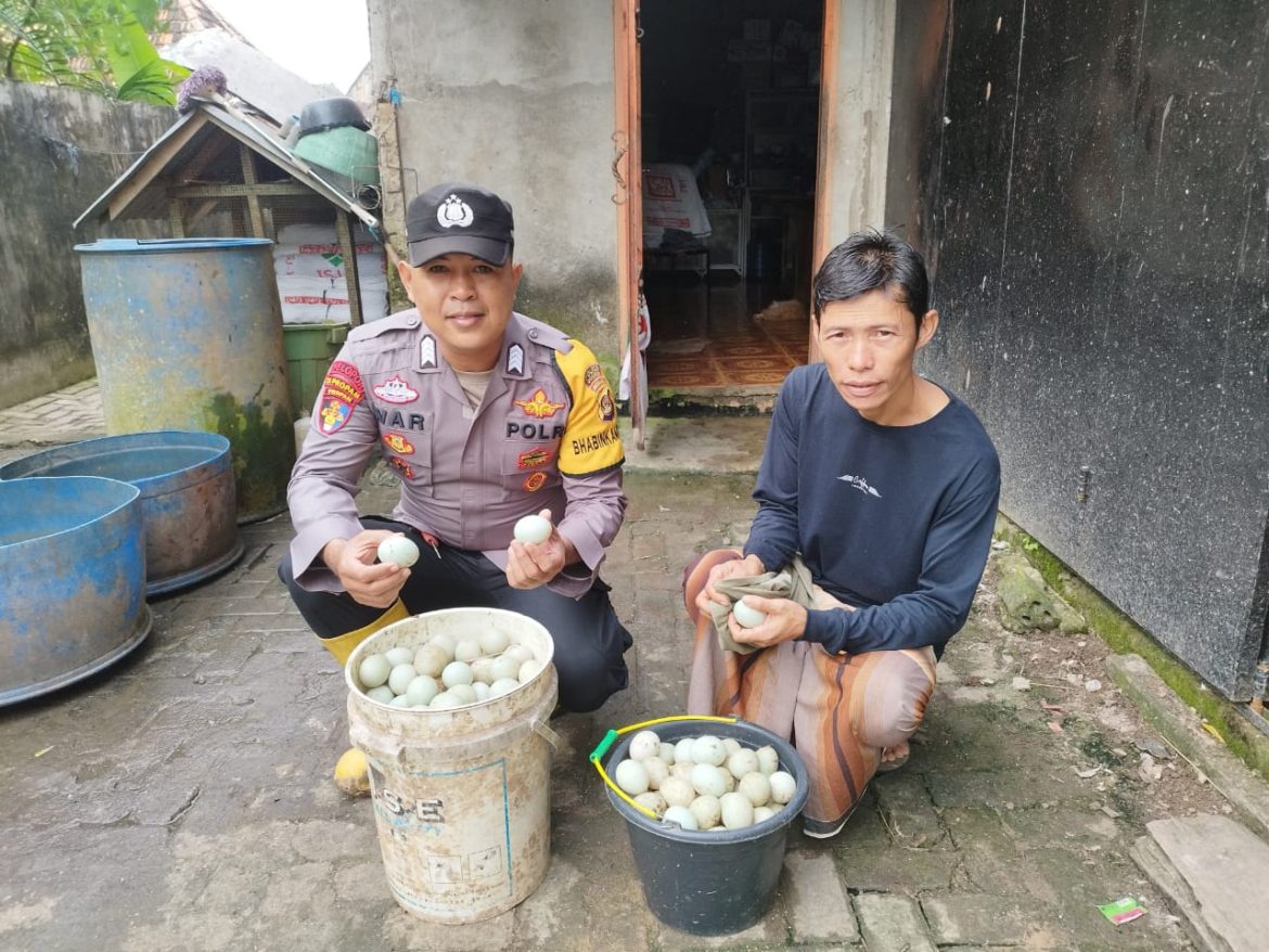 460 Ekor Bebek Petelur dan 100.000 Ikan Lele Dikelola Bhabinkamtibmas Polsek Indralaya Dukung Program Ketahanan Pangan