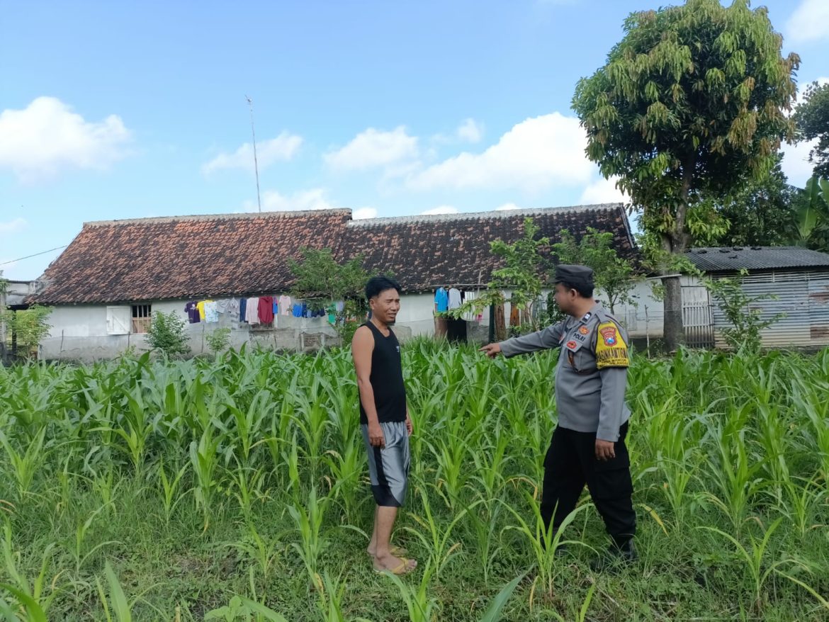 Bhabinkamtibmas Mancon Monitoring Lahan Jagung Warga Binaan