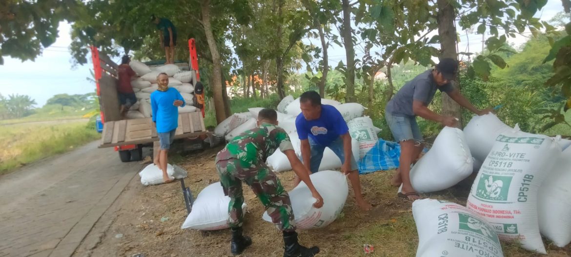 Satgas Swasembada Pangan Lakukan Pendampingan Babinsa Koramil 0817-15/Bungah Dalam Penyerapan 5,75 Ton Gabah Petani Di Desa Raciwetan