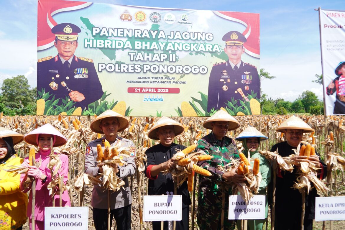 Petani di Ponorogo Puas dengan Jagung Hibrida Bhayangkara, Panen Melimpah dan Tahan Penyakit