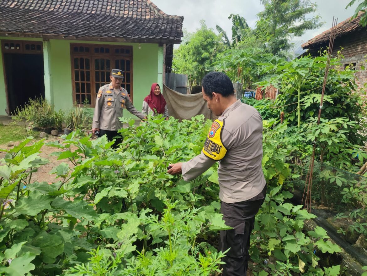 Dukung Ketahanan Pangan, Bhabinkamtibmas Polsek Sukomoro Bina Lahan Terong di Pekarangan Warga