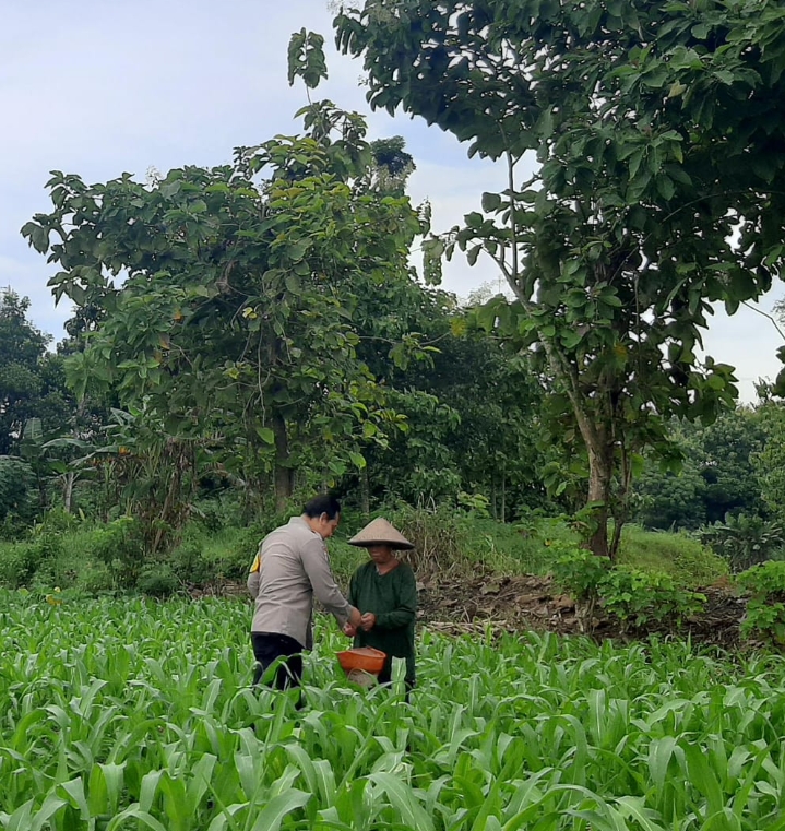 Dukung Ketahanan Pangan, Bhabinkamtibmas Polsek Lengkong Pantau Tanaman Jagung di Pekarangan Warga