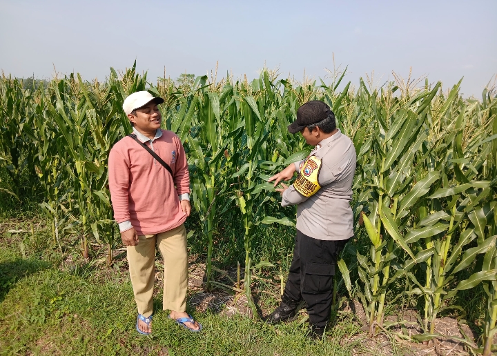 Bhabinkamtibmas Lengkong Pantau Lahan Jagung Warga untuk Dukung Ketahanan Pangan