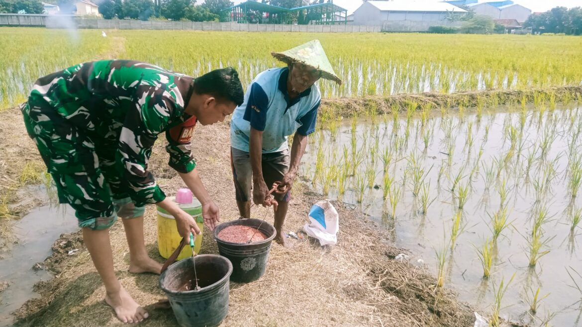 Babinsa Pekalipan Dampingi Poktan Makmur Jaya, Kegiatan Pemupukan Padi