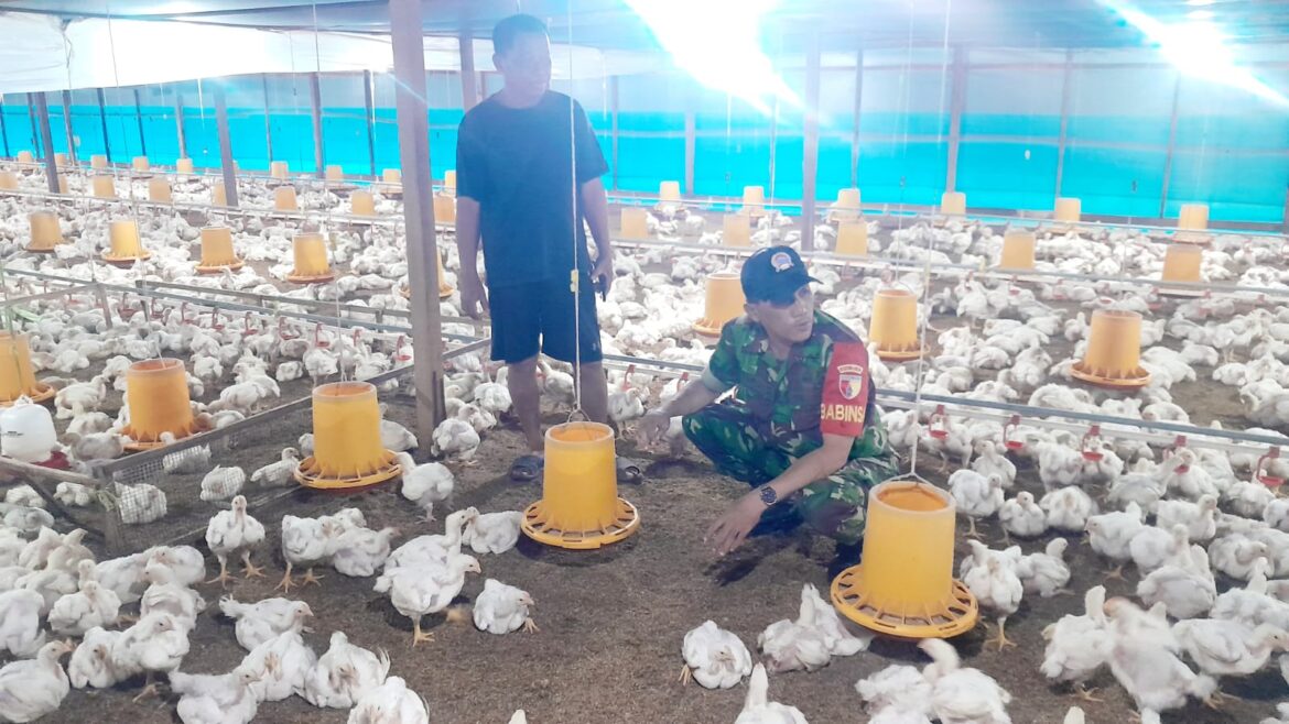 Babinsa Koramil 0829-15/Geger Laksanakan Monitoring Ketahanan Pangan di Desa Kombangan