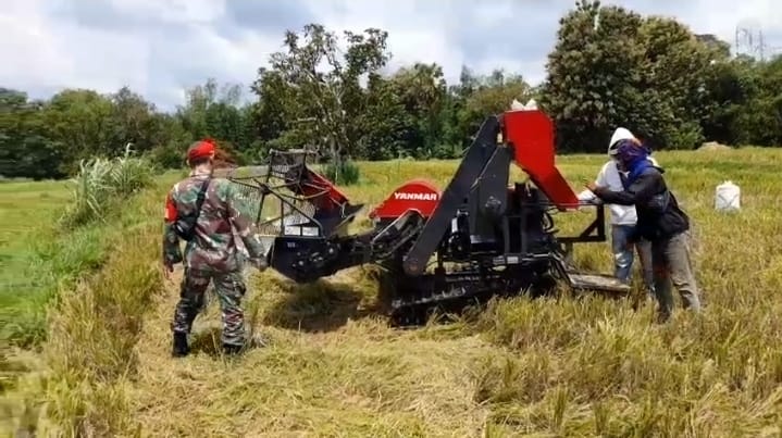 Babinsa Koramil 0829-18/Kokop Dampingi Panen Padi Kelompok Tani di Desa Batukorogen