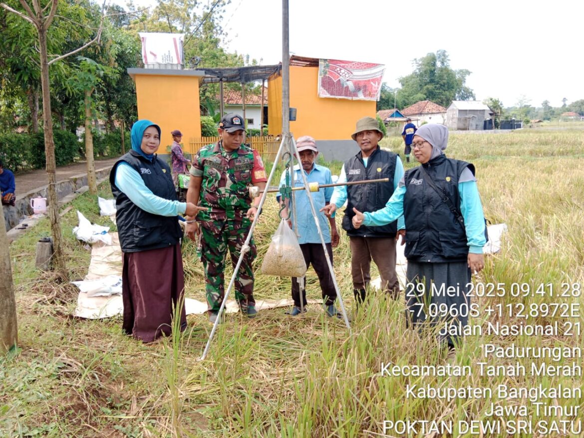 Babinsa Koramil 0829-06/Tanah Merah Dampingi Pengubinan di Sawah Petani Desa Padurungan