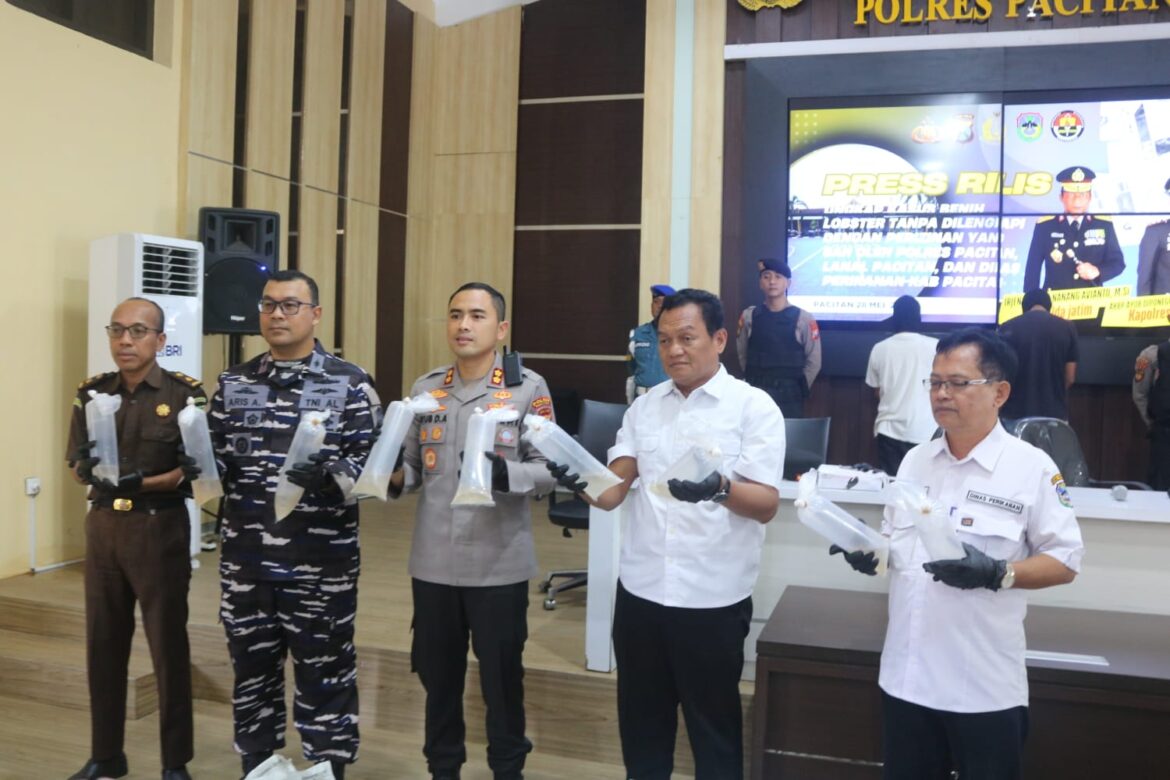 Polres Pacitan Ungkap Penyelundupan 27.650 Benur Ilegal, 2 Tersangka Diamankan