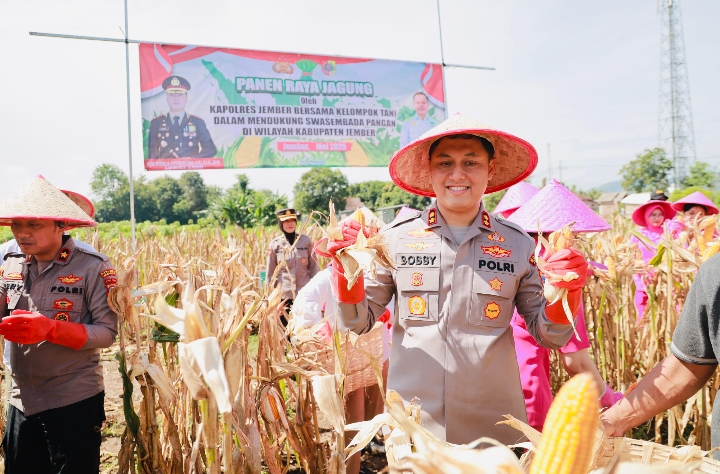 Kapolres Jember Ikut Panen Raya dan Tanam Jagung di Lojejer, Wuluhan